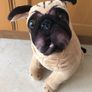 Melissa & Doug Lifelike and Loveable Large Plush Stuffed Pug Dog Realistic 19" Image 4