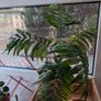 Parlour Palm Image 4
