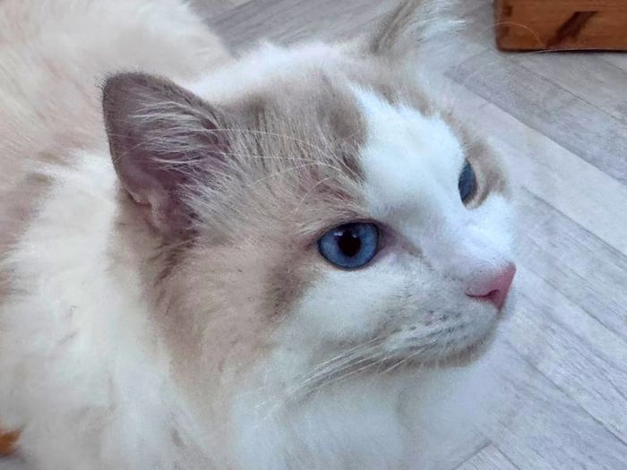 Foster Home Wanted for Sud Ragdoll Cat