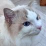 Foster Home Wanted for Sud Ragdoll Cat Image 4