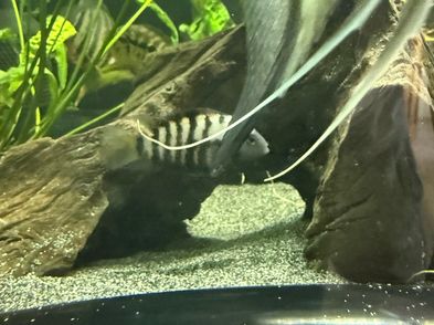Fish Fish for adoption in Athy, Kildare from fishbender