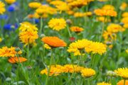 Marigolds and Calendula seeds mix