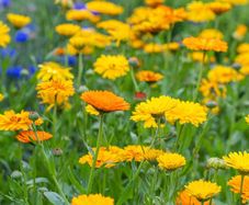 Marigolds and Calendula seeds mix