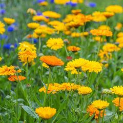 Marigolds and Calendula seeds mix