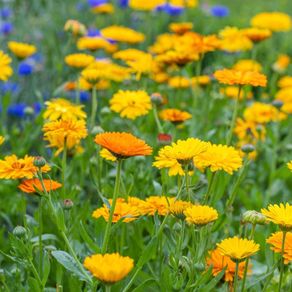 Marigolds and Calendula seeds mix