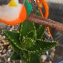 succulents Image 3