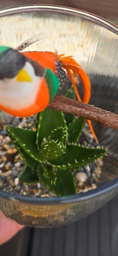 succulents
