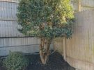 gardening and Landscaping services Image 4