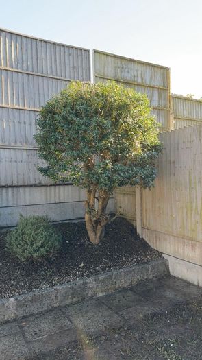 gardening and Landscaping services