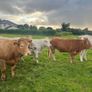 Organic Cattle Image 5
