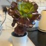 plant aeonium zwartkop Image 2