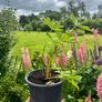 Lupin Plants Image 2