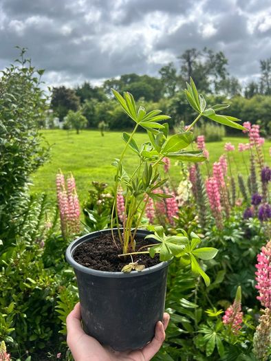 Lupin Plants