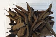 Jack,Maple,Guave,Walnut,Mulberry Leaves ect... 1000ml