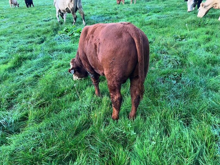 Cattle
