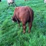 Cattle Image 3