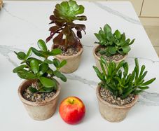 House plant succulents