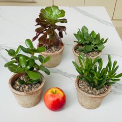 House plant succulents