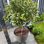 bay leaf tree Image 2