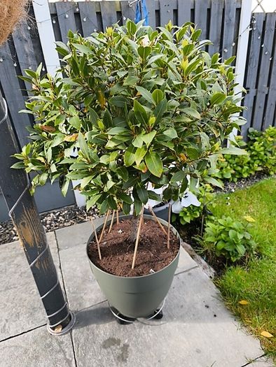 bay leaf tree