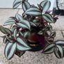 Tradescantia Image 2