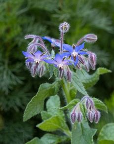 (B) Borage seeds 2g Starflower (504706)
