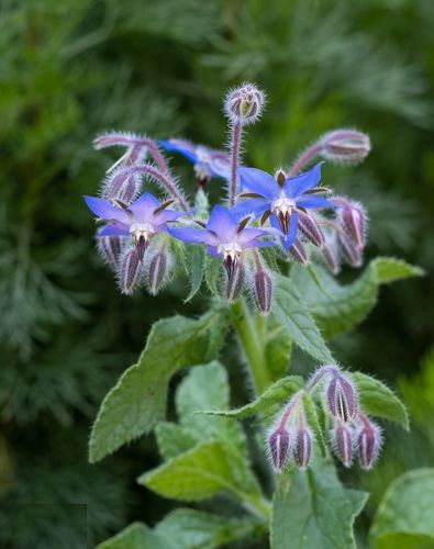 (B) Borage seeds 2g Starflower (504706)