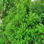 Portuguese Laurel Hedging Plants Image 9