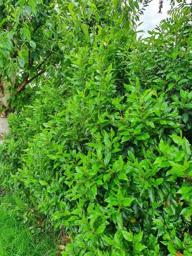 Portuguese Laurel Hedging Plants