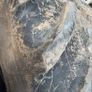 520 85R38 Firestone Tyre Image 3