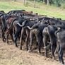 Aberdeen Angus Weanling Bulls Image 3