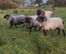 Mayo blackface rams