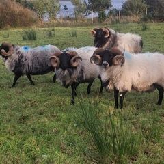 Mayo blackface rams