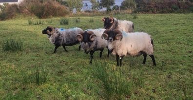 Mayo blackface rams