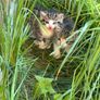 kittens Image 2