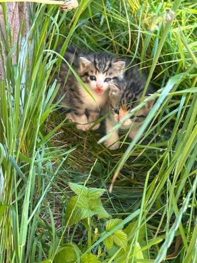 kittens