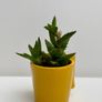 Small Succulent Image 2