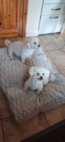dog bed