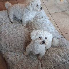 dog bed