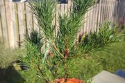 Pine tree