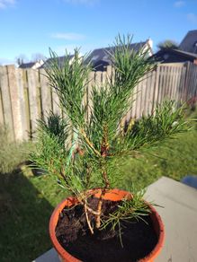 Pine tree