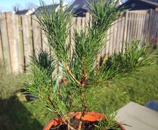 Pine tree