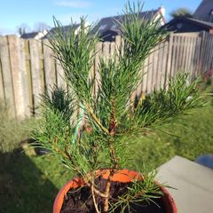 Pine tree
