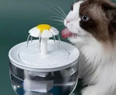 drinking fountain for cats