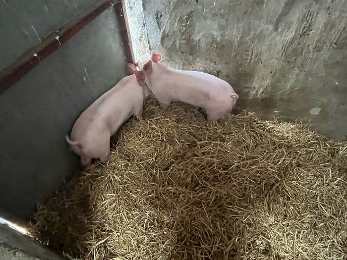 Pigs, weiner piglets