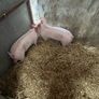 Pigs, weiner piglets Image 5