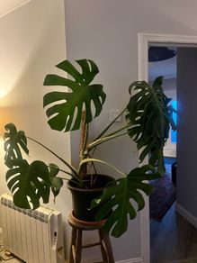 Monstera plant