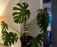 Monstera plant