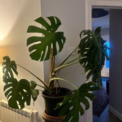 Monstera plant