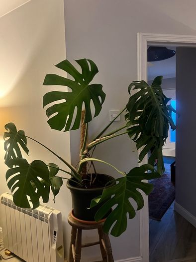 Monstera plant